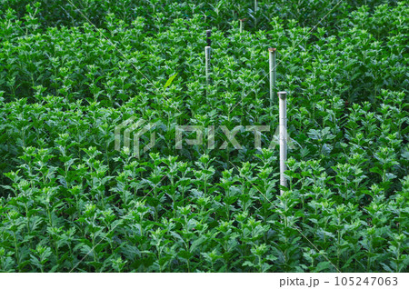 スプレーマム栽培 スプレーマム栽培 105247063