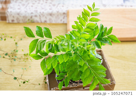 カレーの木の苗 105247071
