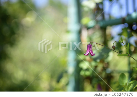 ベル型のクレマチス イメージ ベル型のクレマチス イメージ 105247270