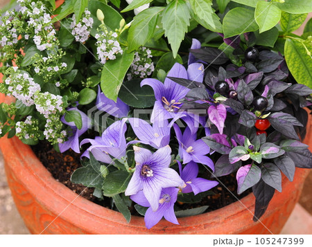 桔梗の花寄せ植え 桔梗の花寄せ植え 105247399
