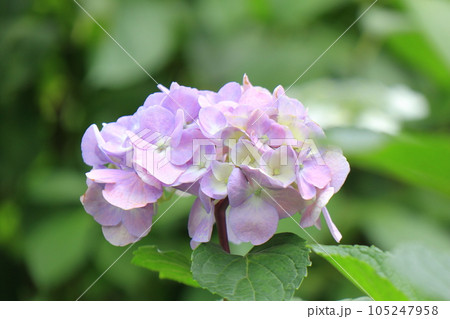 葉っぱの上にちょこんと乗ったようなアジサイの花 105247958