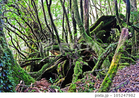 屋久杉の原生林、縄文杉トレッキングコース 105247982
