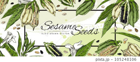 Sesame seeds banner or label for spices and packaging vector illustration. 105248106