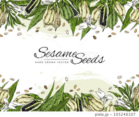 Sesame seeds plant with leaves, capsules, grains and flowers, vector template design with color hand drawn illustration 105248107