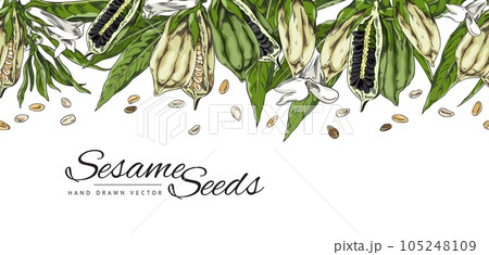 Hand drawn seamless border with sesame seeds, pods, leaves and flowers sketch style 105248109