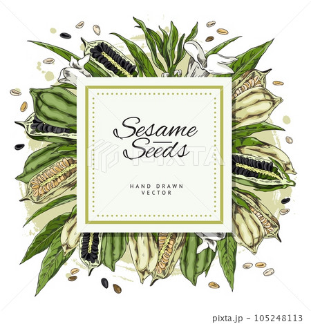 Sesame seeds spices and food ingredient label sketch vector illustration. 105248113