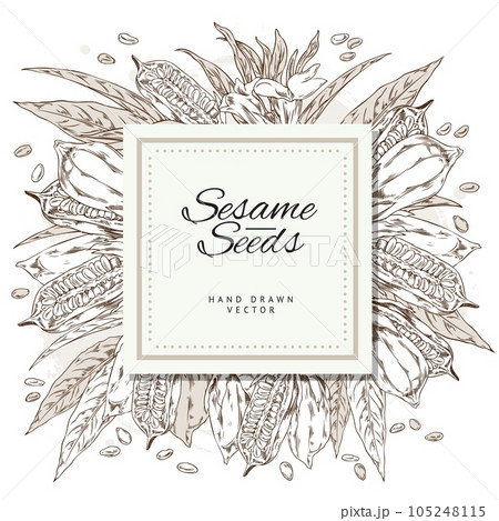 Vector template label design with contour sketch sesame plant with leaves, capsules, seeds and flowers with lettering 105248115