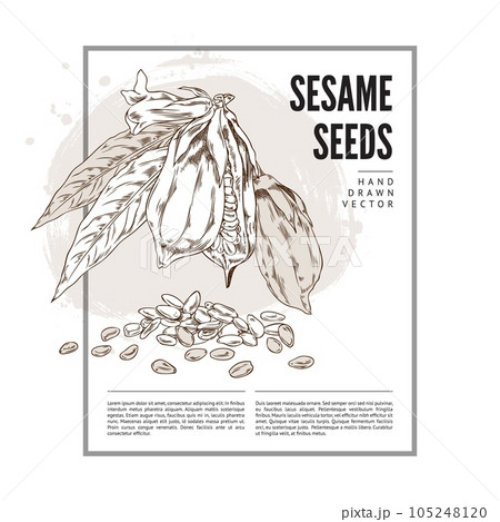 Vector template label design with outline sketch drawing sesame plant with leaves, capsules, seeds and flowers 105248120