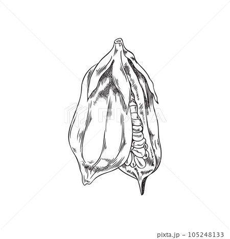 Hand drawn monochrome hanging sesame opened sesame pod with seeds 105248133