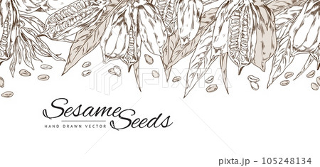 Vector template design with brown contour sketch sesame seed plant with hand drawn leaves, capsules, seeds and flowers 105248134