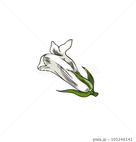 Beautiful flower in hand drawn sketch style, vector illustration isolated on white background. Beautiful flower in hand drawn sketch style, vector illustration isolated on white background. 105248141