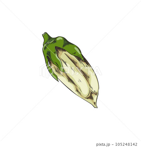 Vector isolated illustration of raw Sesame purified capsules, Hand drawn natural seed, bio spice, healthy plant Vector isolated illustration of raw Sesame purified capsules, Hand drawn natural seed, bio spice, healthy plant 105248142