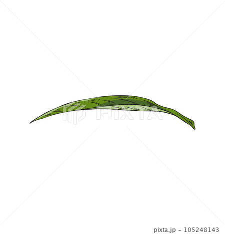 Vector hand drawn color isolated illustration of green sesame leaf, plant, agricultural spice herb, natural flavor or tea Vector hand drawn color isolated illustration of green sesame leaf, plant, agricultural spice herb, natural flavor or tea 105248143