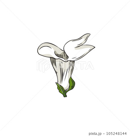 Sesame flower plant, white beautiful delicate flower vector isolated illustration, hand drawn color floral icon sketch Sesame flower plant, white beautiful delicate flower vector isolated illustration, hand drawn color floral icon sketch 105248144