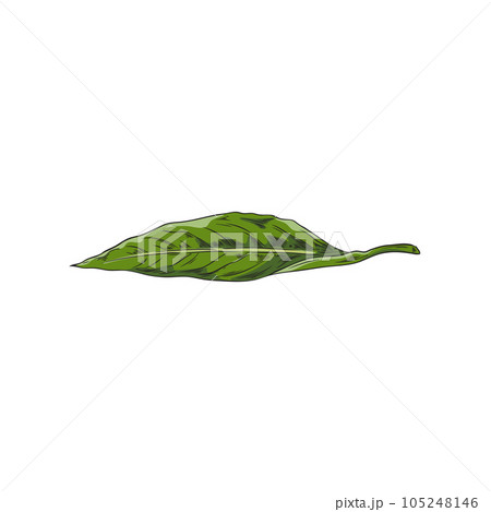 Green leaf in hand drawn sketch style, vector illustration isolated on white background. 105248146