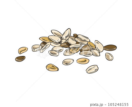 Sesame seeds pile vector illustration, spices, organic food, raw grains, natural condiment color corns hand drawn 105248155