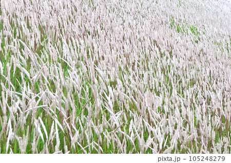 土手一面を白で覆いつくすチガヤ 105248279