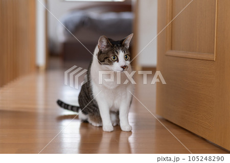 見つめる猫 キジトラ猫 見つめる猫 キジトラ猫 105248290