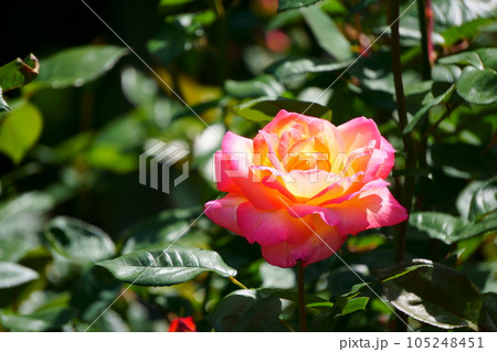 グラデーションカラーのバラ 朝雲2 グラデーションカラーのバラ 朝雲2 105248451