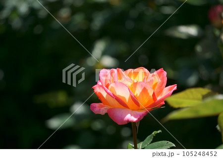 グラデーションカラーのバラ 朝雲1 グラデーションカラーのバラ 朝雲1 105248452