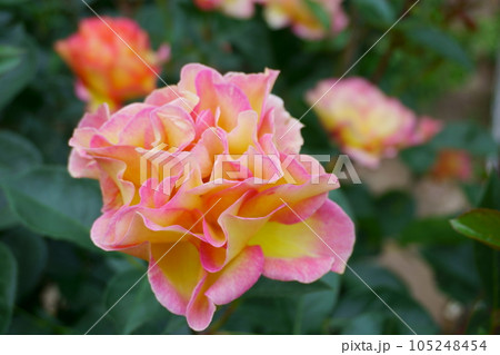 グラデーションカラーのバラ ラパリジェンヌ4 グラデーションカラーのバラ ラパリジェンヌ4 105248454