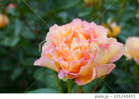 グラデーションカラーのバラ ラパリジェンヌ3 グラデーションカラーのバラ ラパリジェンヌ3 105248455