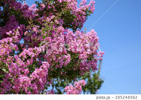 サルスベリの花 青空 イメージ 105248562