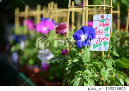 入谷朝顔まつり 105248606