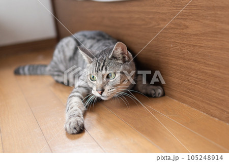 寝そべる猫 サバトラ猫 寝そべる猫 サバトラ猫 105248914