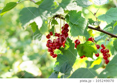 Ripe juicy red currant berries on a branch with green leaves. Gardening, farming. Organic berries rich in vitamins and minerals. Copy space. Ripe juicy red currant berries on a branch with green leaves. Gardening, farming. Organic berries rich in vitamins and minerals. Copy space. 105249070