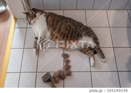 Portrait of a big cute domestic cat is sleeping at the floor in a bathroom and his hairs were comb out by a brusher Portrait of a big cute domestic cat is sleeping at the floor in a bathroom and his hairs were comb out by a brusher 105249140