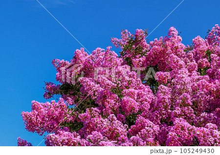 サルスベリの花 サルスベリの花 105249430