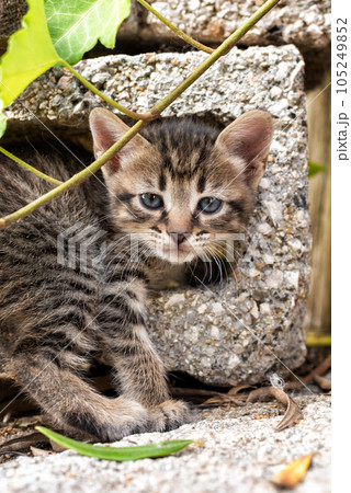 Close-up of an outdoor cat puppy. 105249852