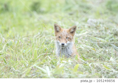 一人で遊んでいる幼いキタキツネ 105249856