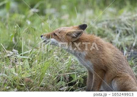 一人で遊んでいる幼いキタキツネ 一人で遊んでいる幼いキタキツネ 105249913