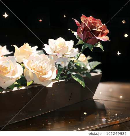 綺麗な白バラと赤バラ 105249925