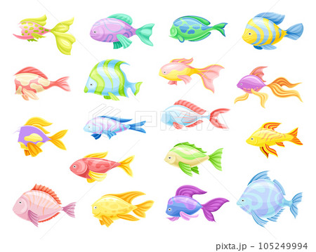 Tropical Fish for Freshwater and Saltwater Aquarium Big Vector Set 105249994