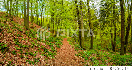 Panoramic view over a woodland track in magical Spring deciduous and pine forest, Germany, at warm sunset evening 105250215