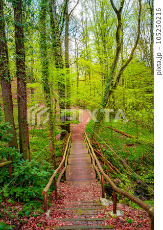 Cover page with a wooden footbridge and woodland ttail in magical Spring deciduous and pine forest, Germany, at warm sunset evening Cover page with a wooden footbridge and woodland ttail in magical Spring deciduous and pine forest, Germany, at warm sunset evening 105250216