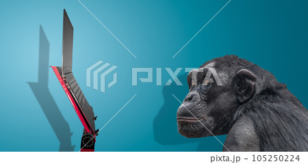 Chimpanzee is watching at slim and modern laptop computer at a red stand isolated with shadow at blue sky gradient background with copy space. Concept of digital world, information and education. 105250224