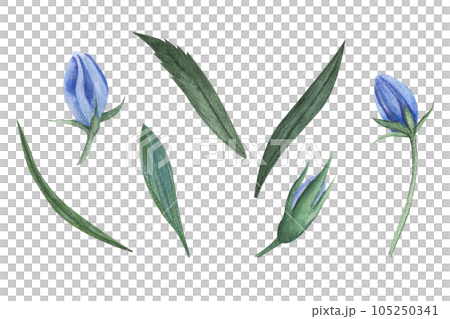 Watercolor Blue Bell Flower. Hand drawn set with flowers and buds bellflower. Illustration of Campanula on white isolated background. Drawing for wedding design or invitation cards Watercolor Blue Bell Flower. Hand drawn set with flowers and buds bellflower. Illustration of Campanula on white isolated background. Drawing for wedding design or invitation cards 105250341