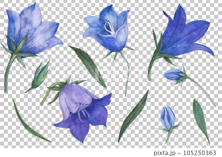 Watercolor Blue Bell Flower. Hand drawn set with flowers and buds bellflower. Illustration of Campanula on white isolated background. Drawing for wedding design or invitation cards Watercolor Blue Bell Flower. Hand drawn set with flowers and buds bellflower. Illustration of Campanula on white isolated background. Drawing for wedding design or invitation cards 105250363