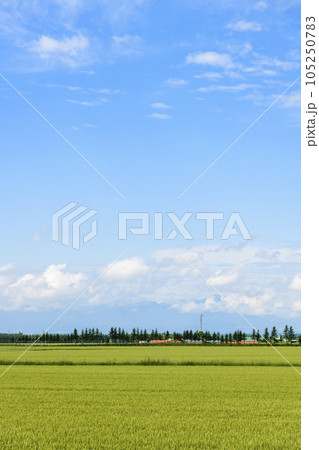 十勝 麦畑と青空 音更町 十勝 麦畑と青空 音更町 105250783