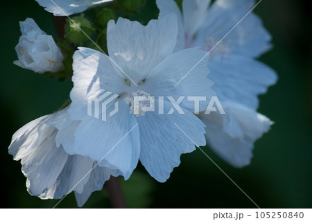 白い花 白い花 105250840