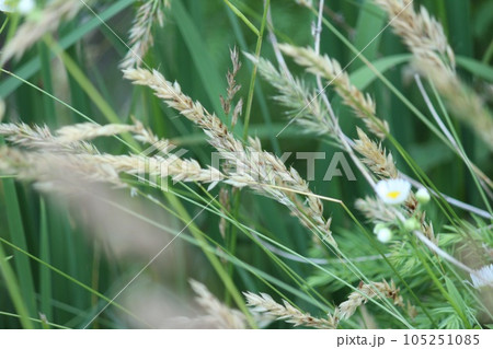 夏の野草 夏の野草 105251085