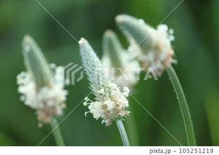 へらおおばこの花 へらおおばこの花 105251219