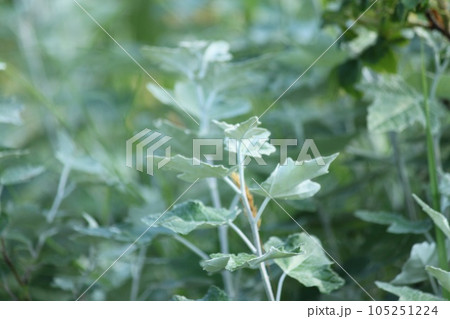 白っぽい草の葉 白っぽい草の葉 105251224