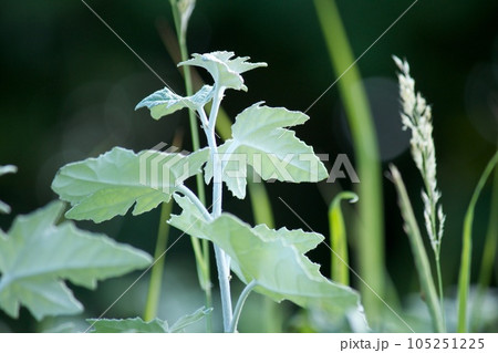 白っぽい草の葉 白っぽい草の葉 105251225