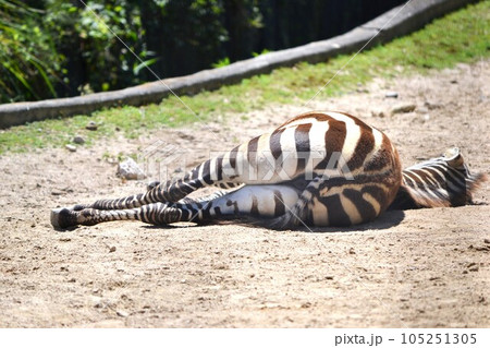 シマウマのお昼寝 105251305