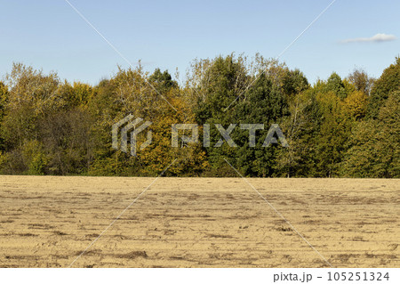 Autumn forest with trees during leaf fall Autumn forest with trees during leaf fall 105251324